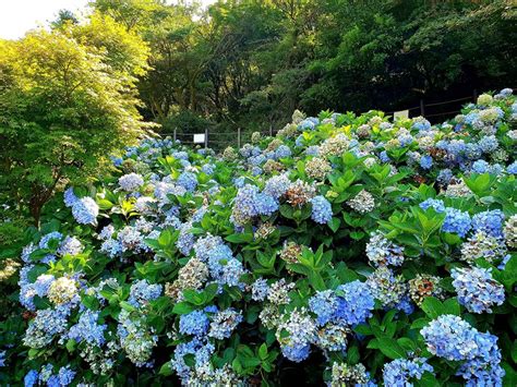 繡球花风水